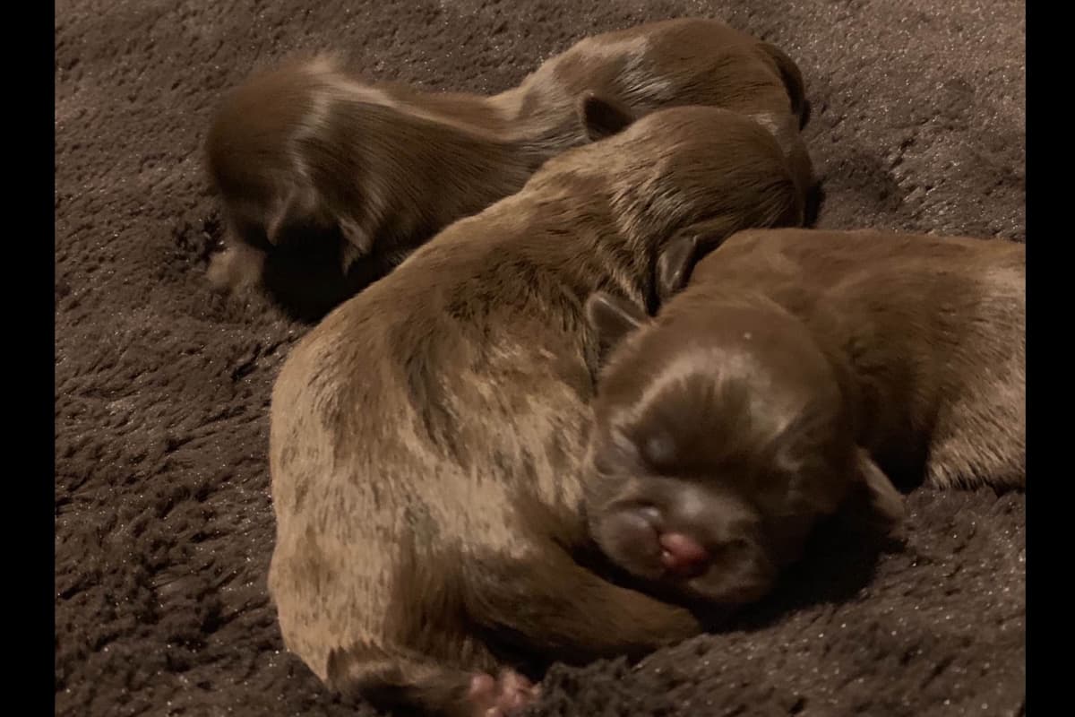 Chocolate Shih Tzu Puppies breeder image 3