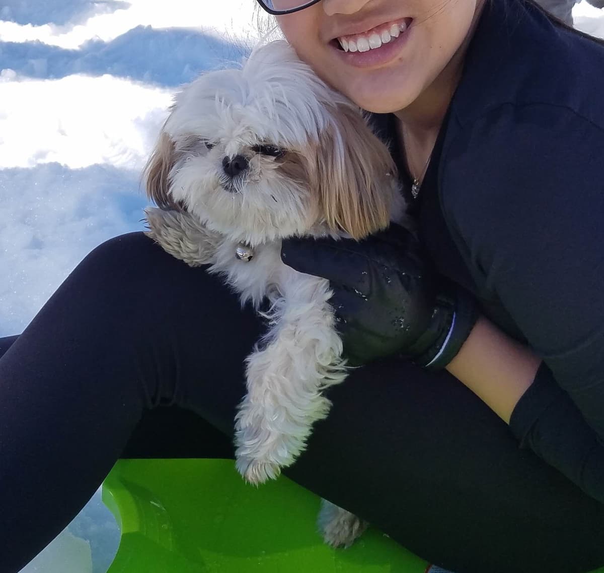 Chocolate Shih Tzu Puppies breeder image 5