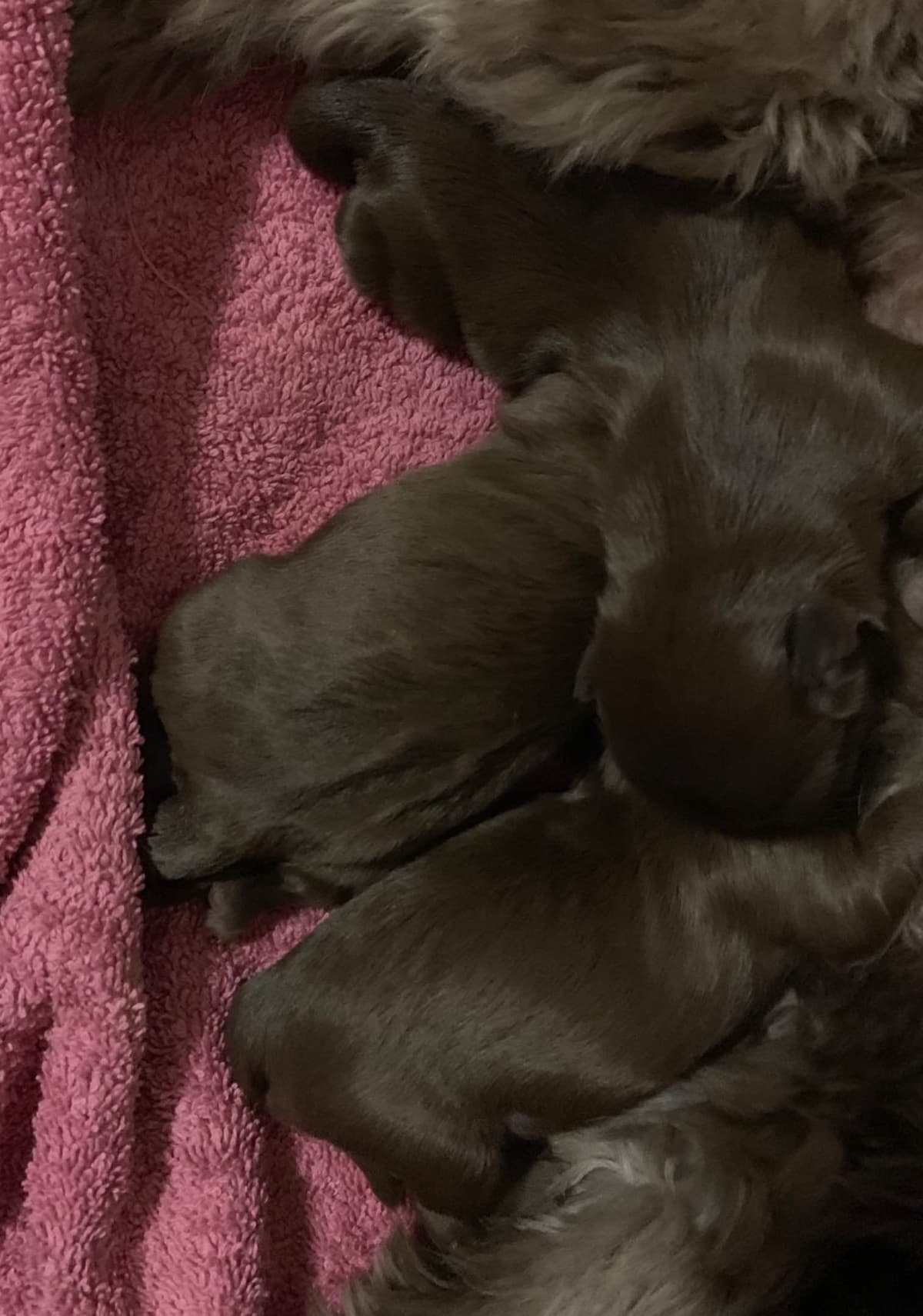 Chocolate Shih Tzu Puppies breeder image 6