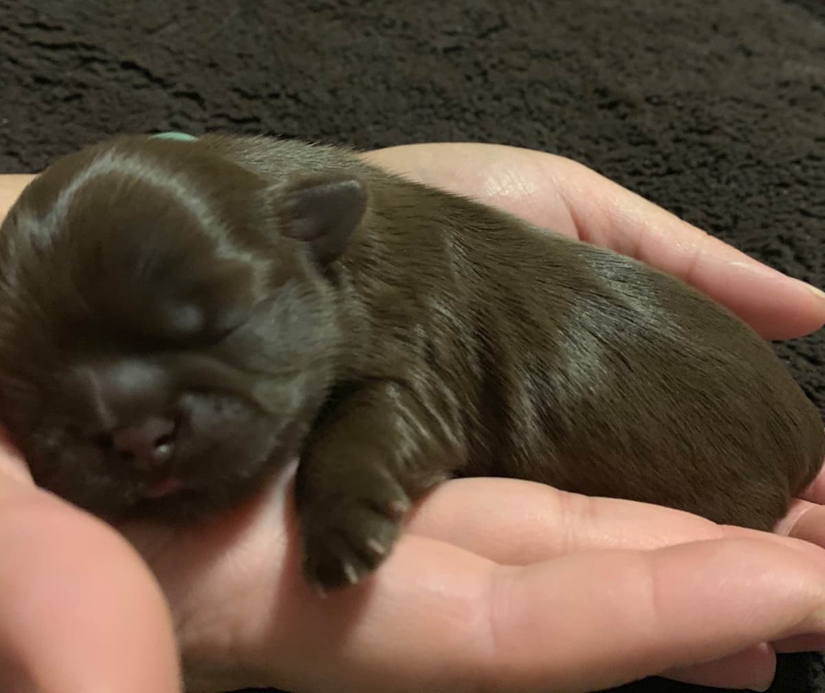 Chocolate Shih Tzu Puppies breeder image 8