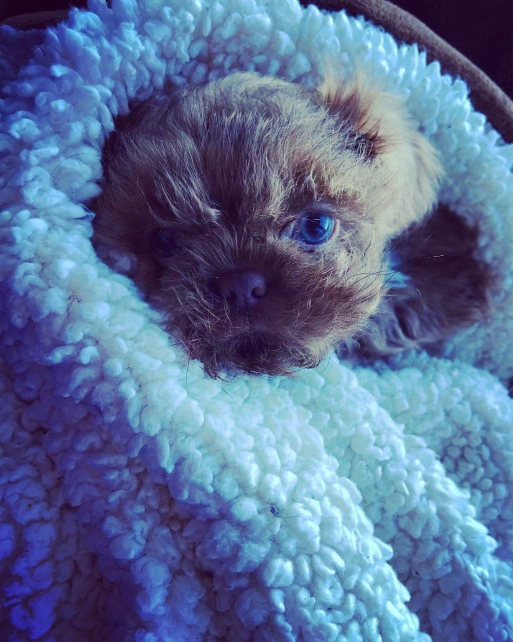 Chocolate Shih Tzu Puppies breeder image 9