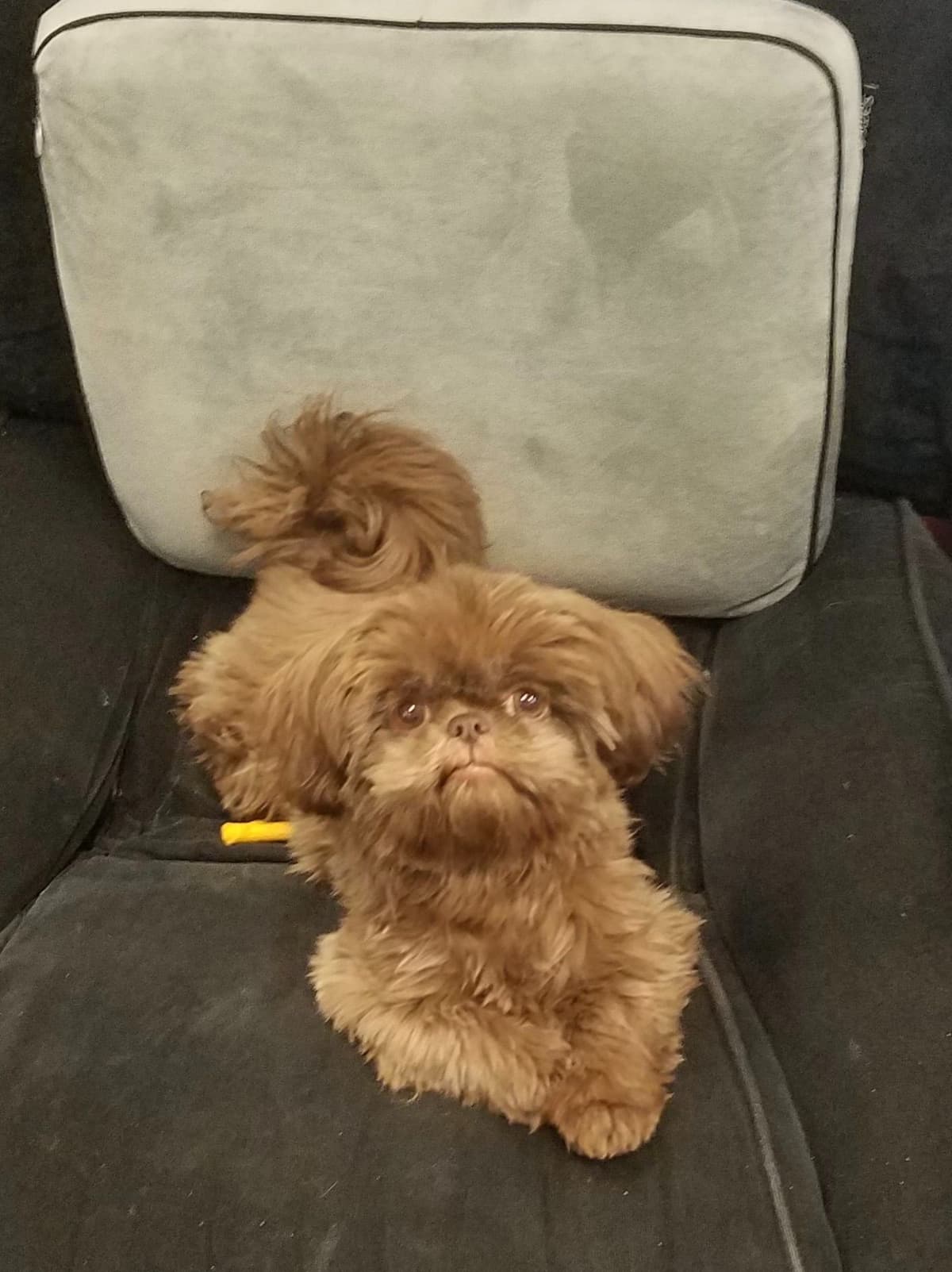 Chocolate Shih Tzu Puppies breeder image 12