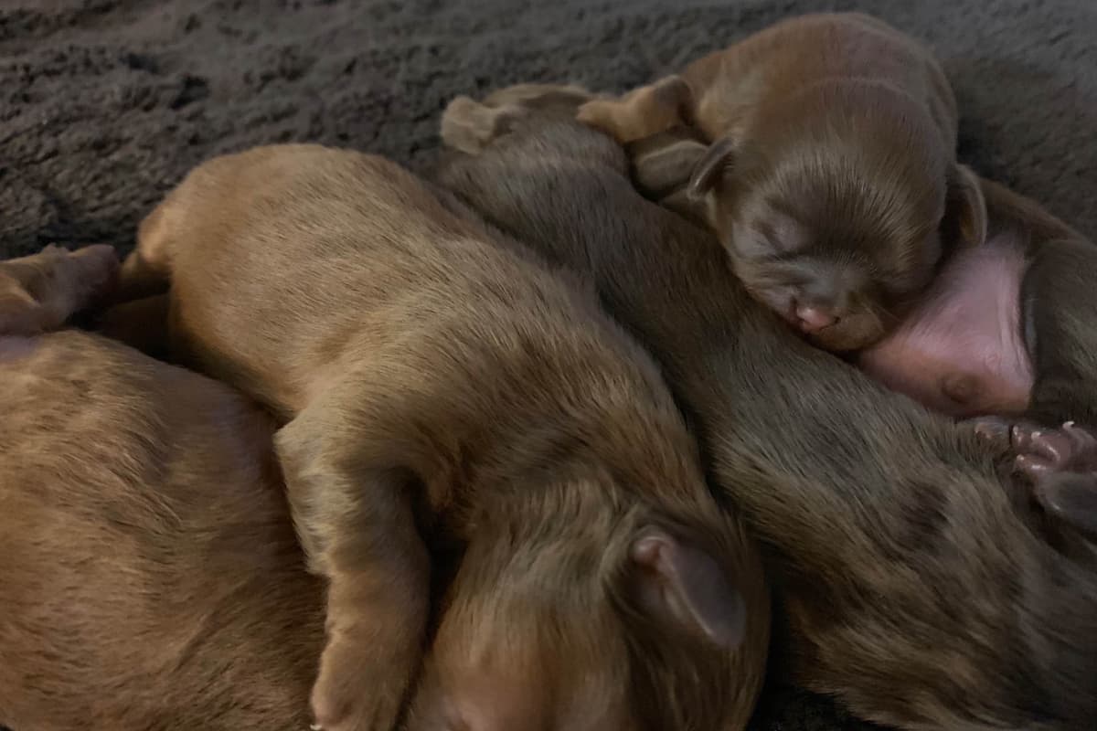 Chocolate Shih Tzu Puppies breeder image 13