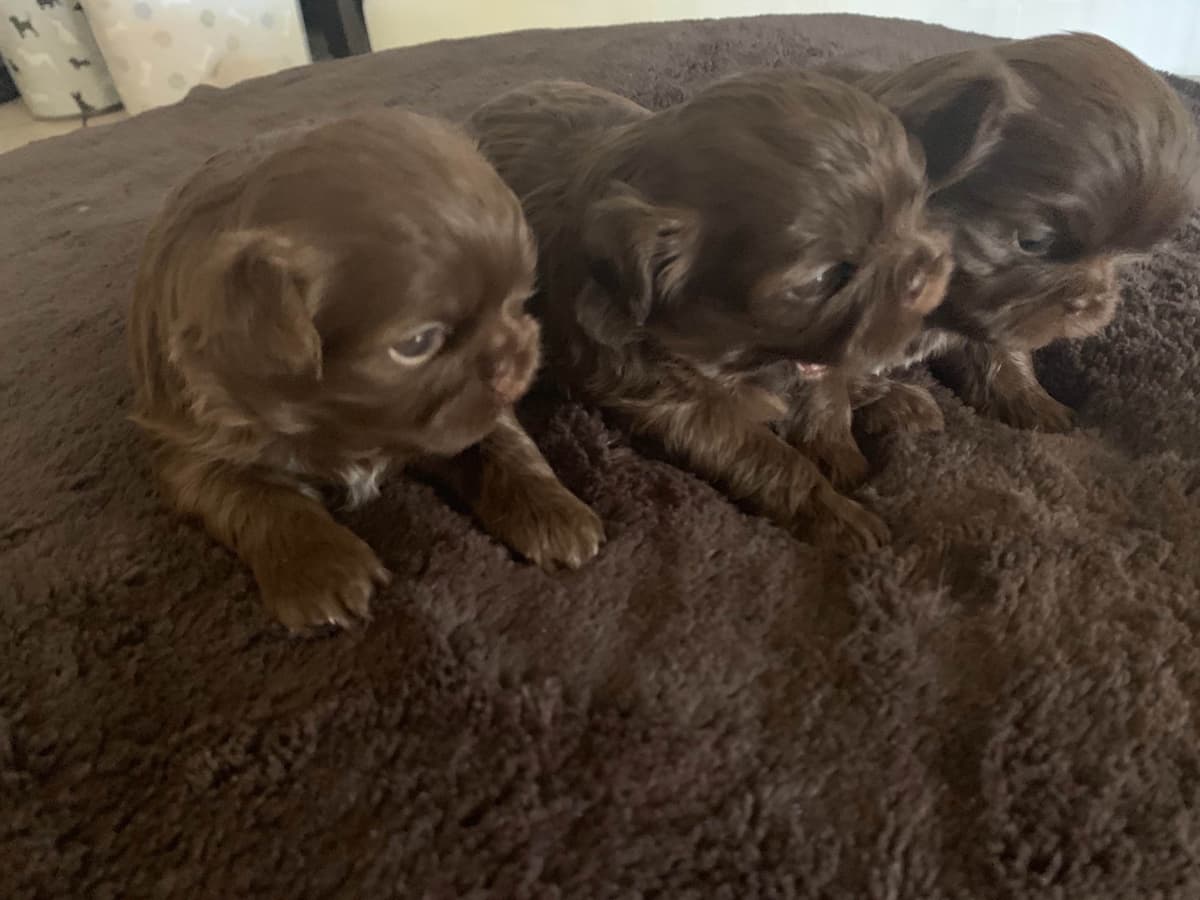 Chocolate Shih Tzu Puppies breeder image 14