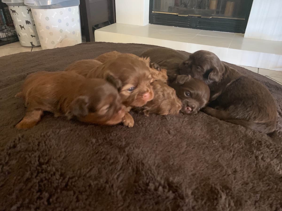 Chocolate Shih Tzu Puppies breeder image 15