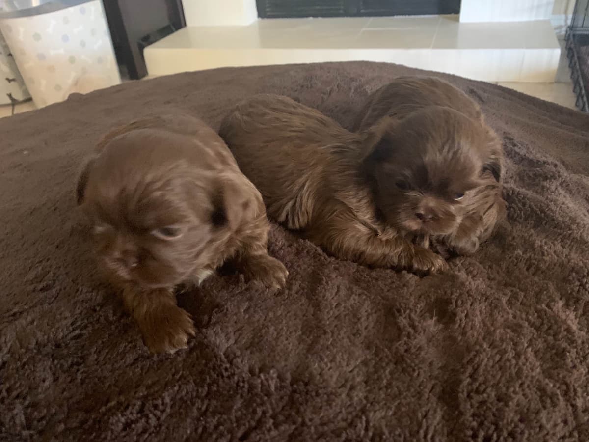 Chocolate Shih Tzu Puppies breeder image 16
