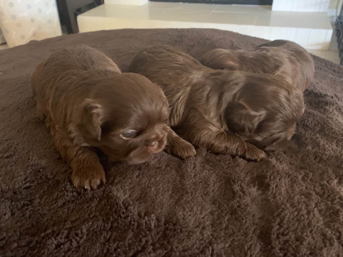 Chocolate Shih Tzu Puppies breeder image 17