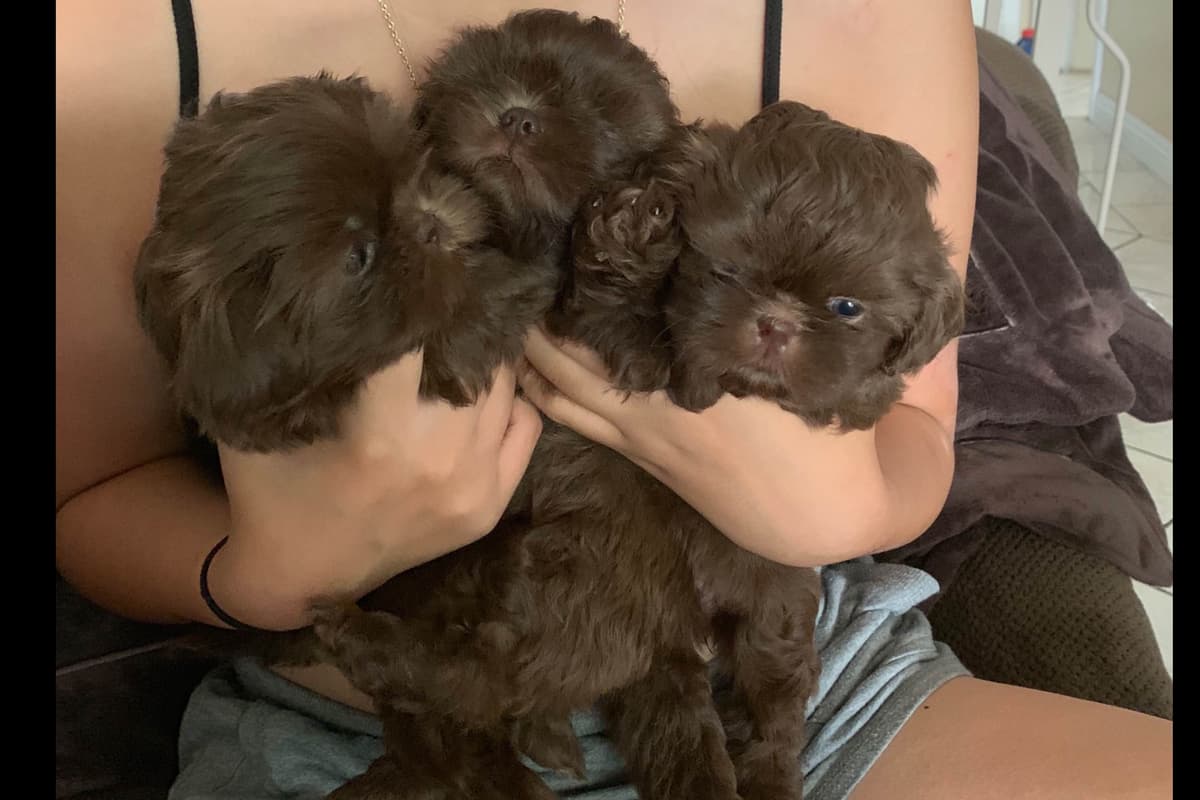 Chocolate Shih Tzu Puppies breeder image 1