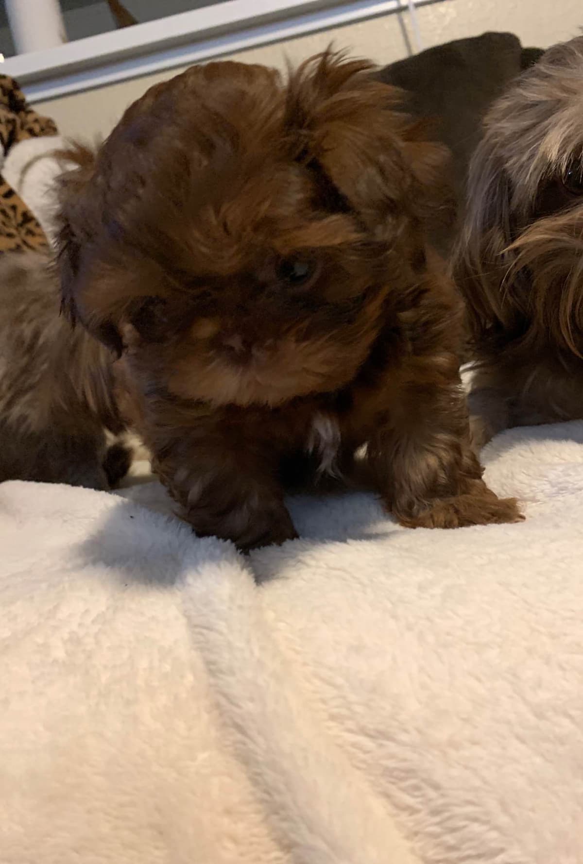 Chocolate Shih Tzu Puppies breeder image 18