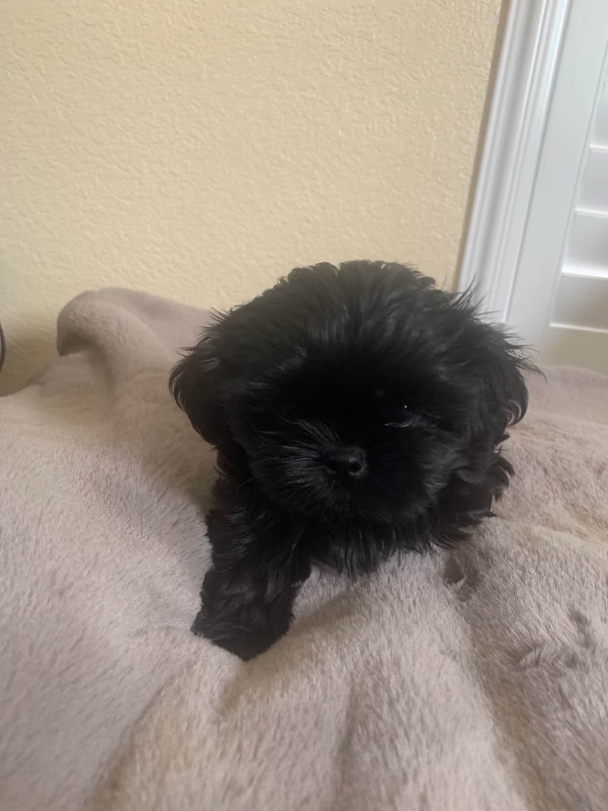 Chocolate Shih Tzu Puppies breeder image 19
