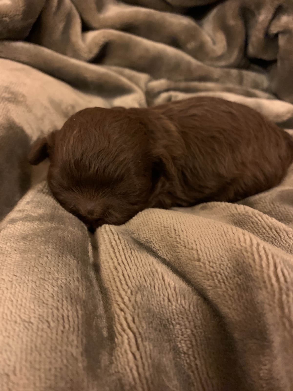 Chocolate Shih Tzu Puppies breeder image 21