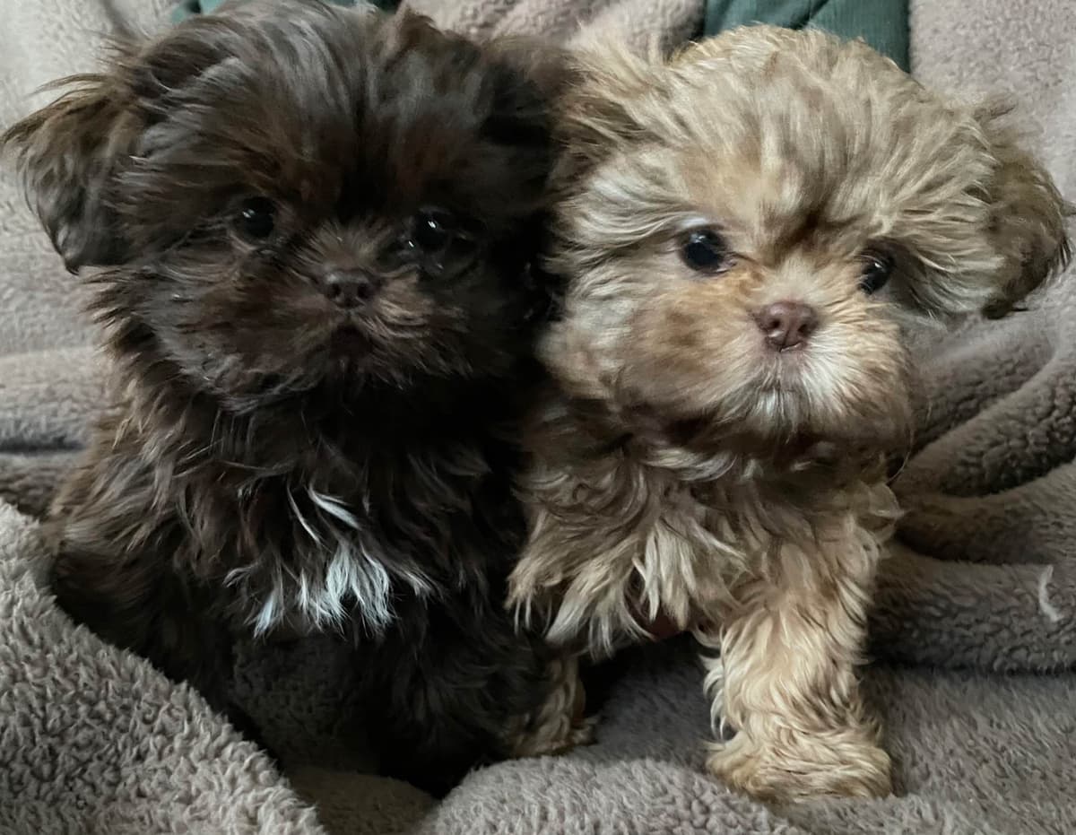 Chocolate Shih Tzu Puppies breeder image 23