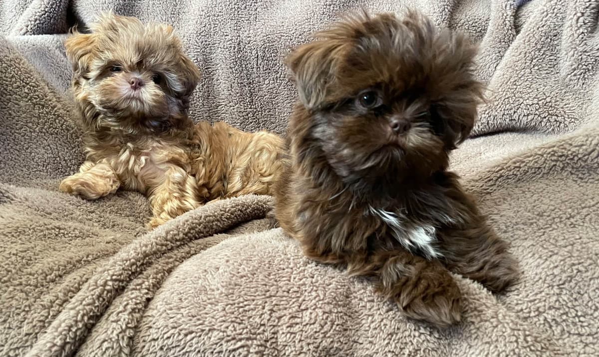 Chocolate Shih Tzu Puppies breeder image 24