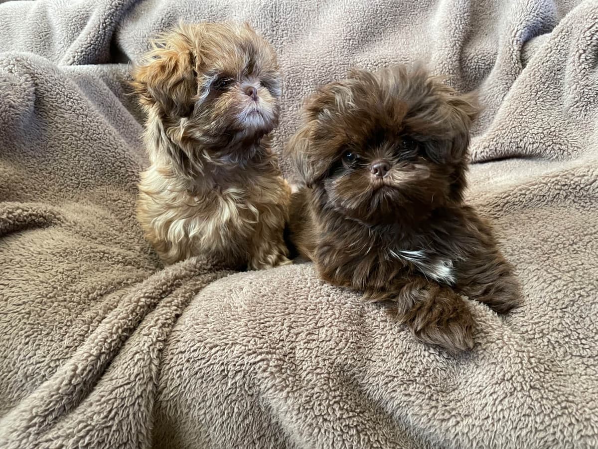 Chocolate Shih Tzu Puppies breeder image 25