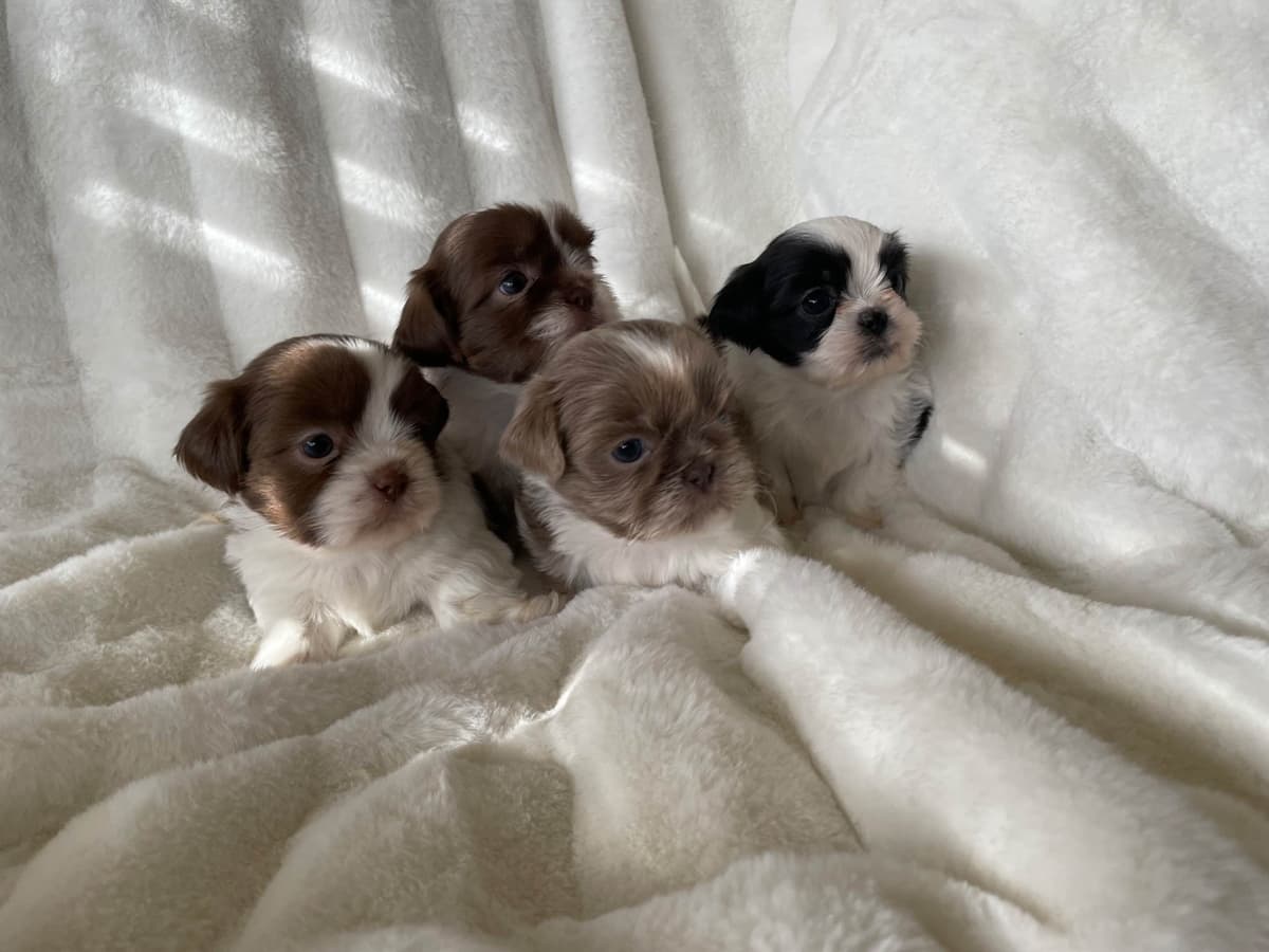 Chocolate Shih Tzu Puppies breeder image 26