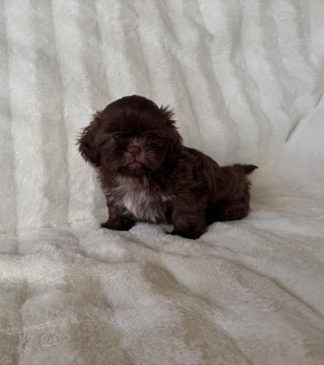 Chocolate Shih Tzu Puppies media 2