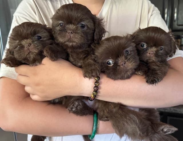 Chocolate Shih Tzu Puppies media 3