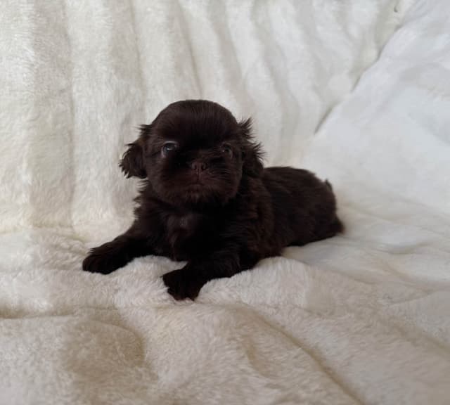Chocolate Shih Tzu Puppies media 5