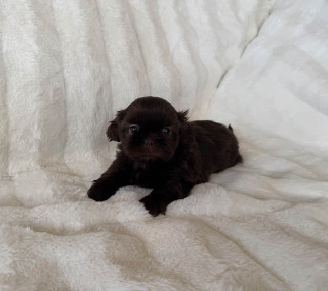 Chocolate Shih Tzu Puppies media 2