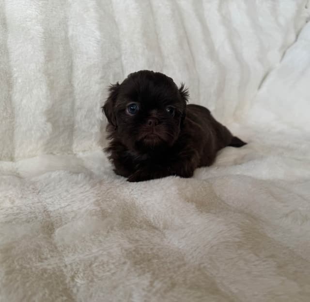 Chocolate Shih Tzu Puppies media 3