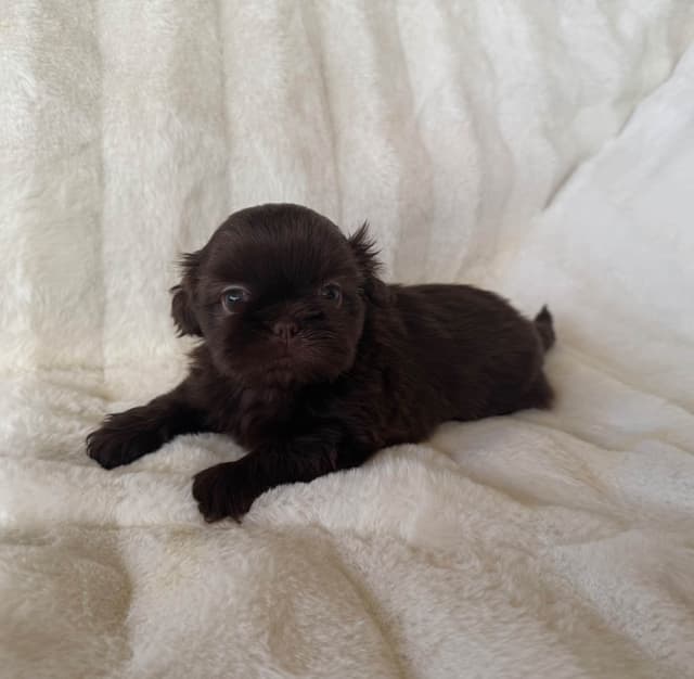 Chocolate Shih Tzu Puppies media 4