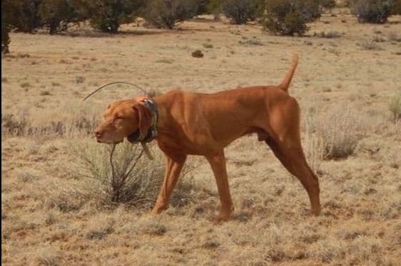 Vizsla Puppies breeder image 3