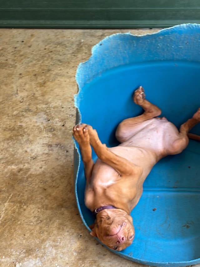 Vizsla Puppies media 2