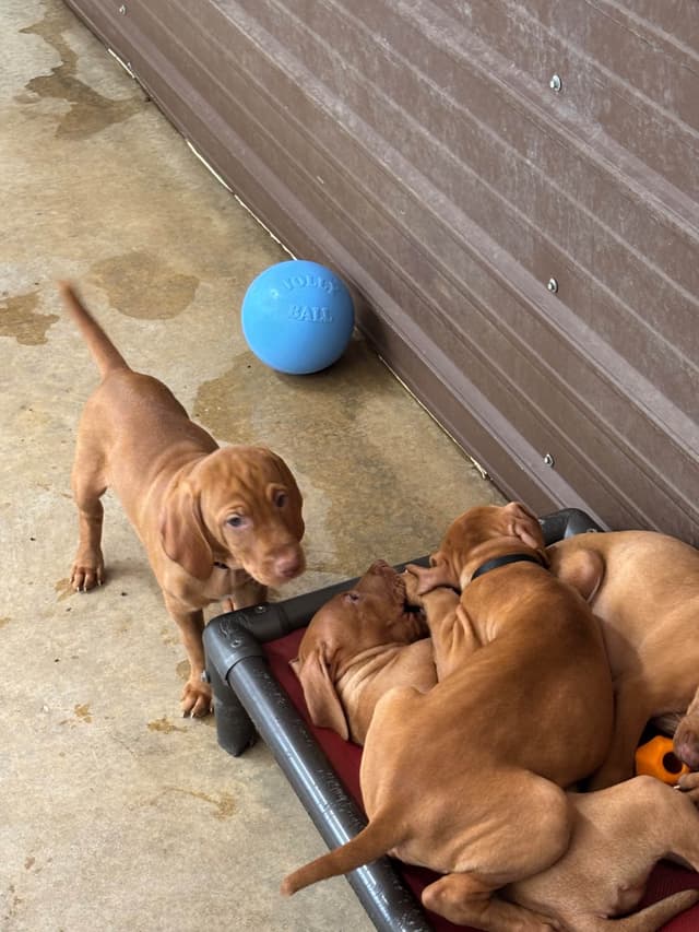Vizsla Puppies media 2