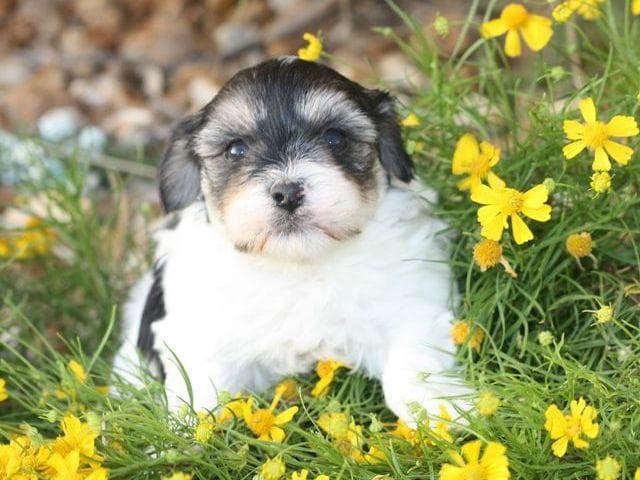 Havanese Puppies breeder image 1