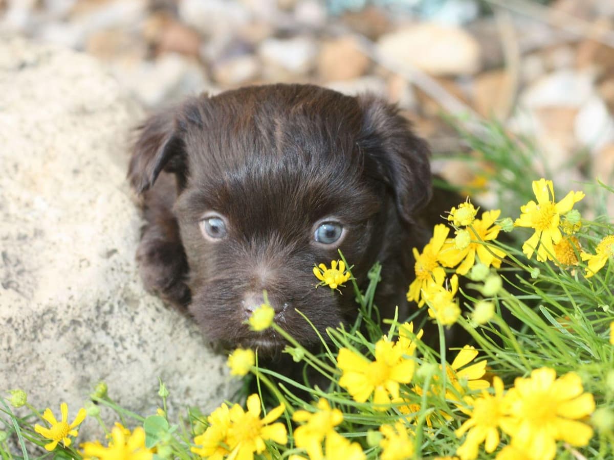 Havanese Puppies breeder image 2
