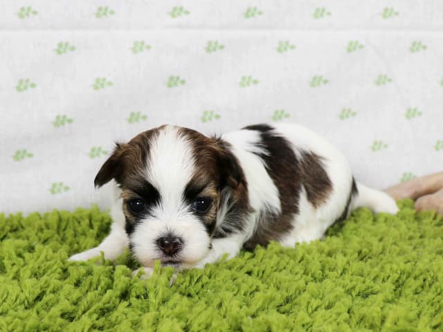 Havanese Puppies media 2