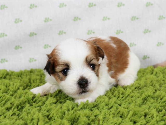 Havanese Puppies media 3