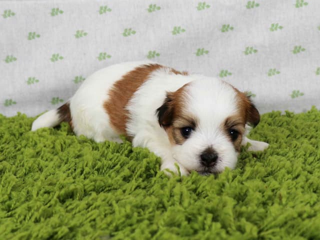 Havanese Puppies media 4