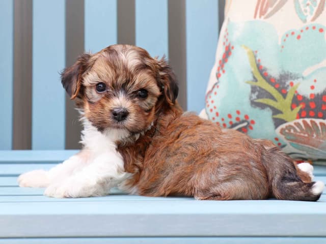 Havanese Puppies media 2