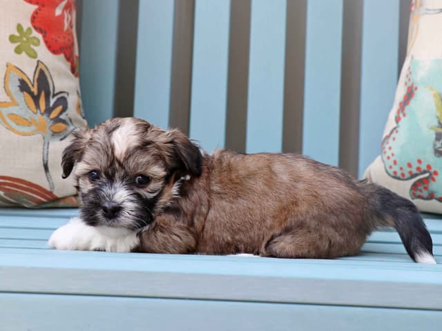 Havanese Puppies media 3