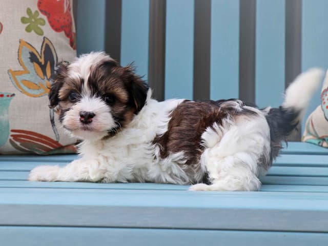 Havanese Puppies media 5