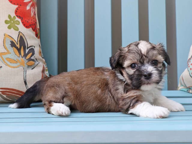 Havanese Puppies media 4
