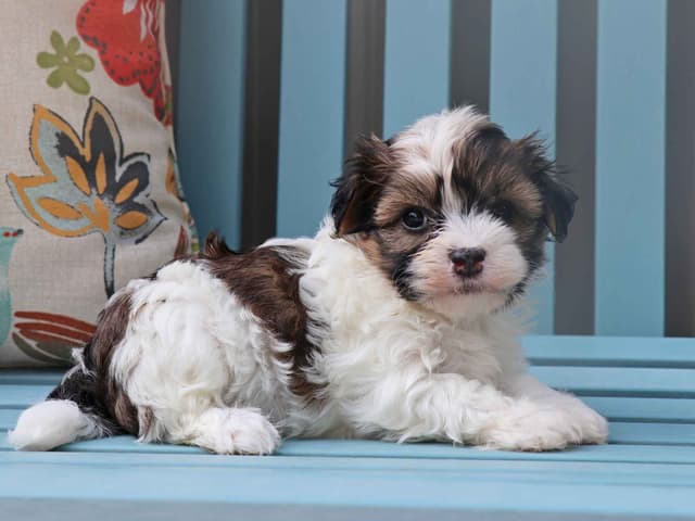 Havanese Puppies media 6