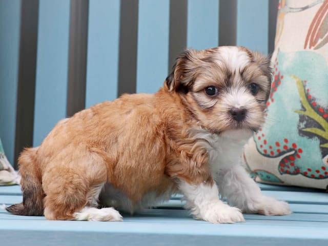 Havanese Puppies media 7