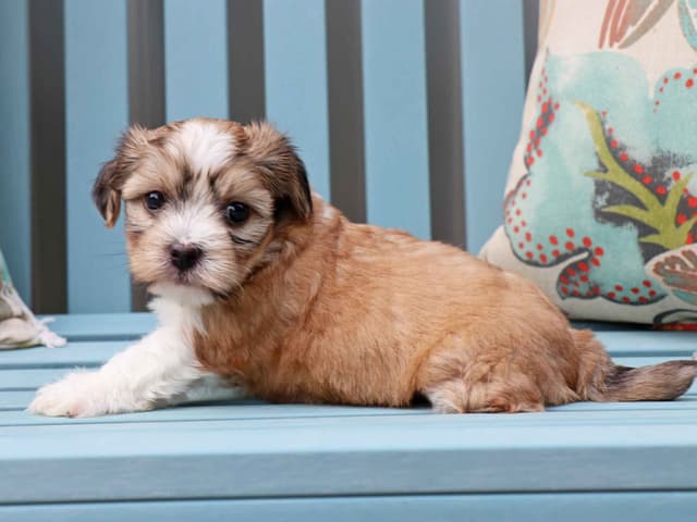Havanese Puppies media 8