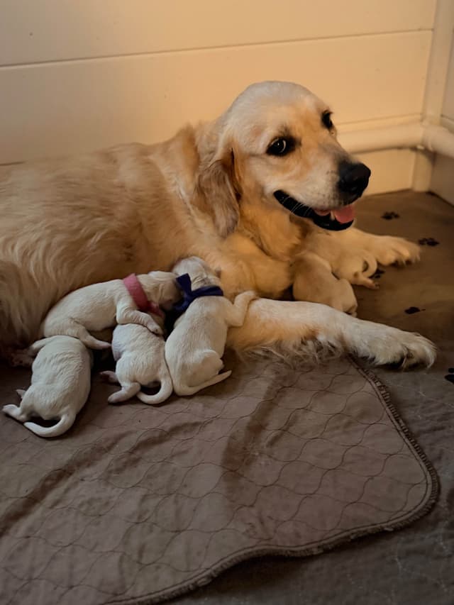 Beautiful English Golden Retrievers media 4