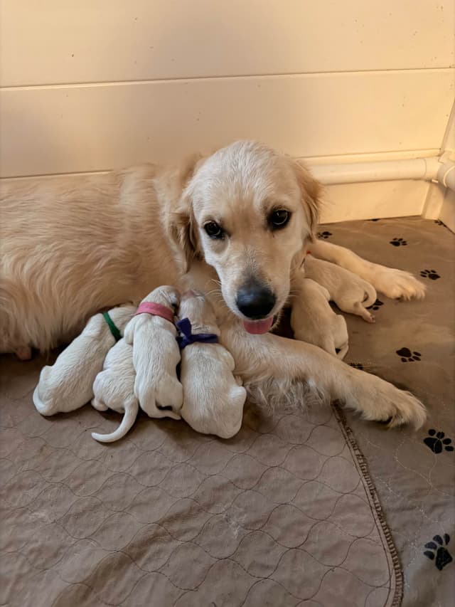 Beautiful English Golden Retrievers media 5