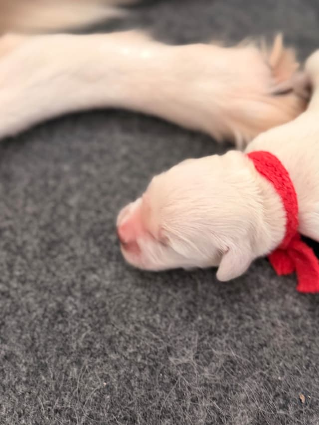 Golden Retriever Puppies media 2