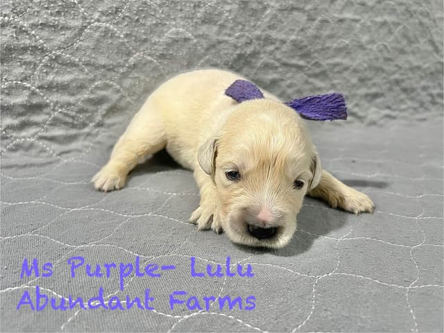 Golden Retriever Puppies media 3