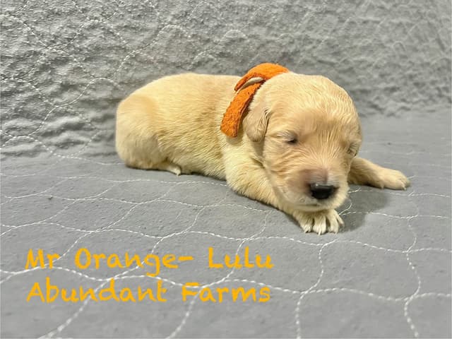 Golden Retriever Puppies media 4