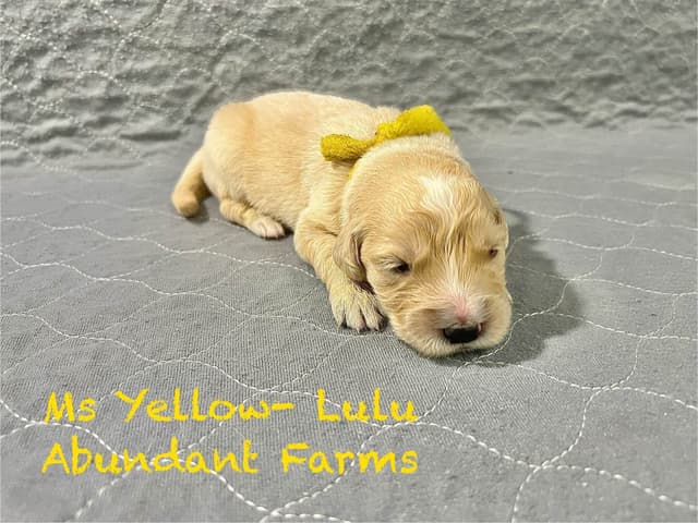 Golden Retriever Puppies media 6