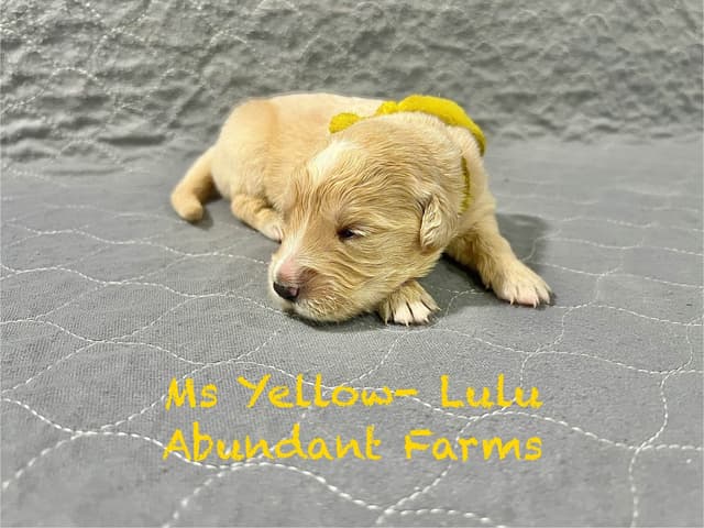 Golden Retriever Puppies media 7