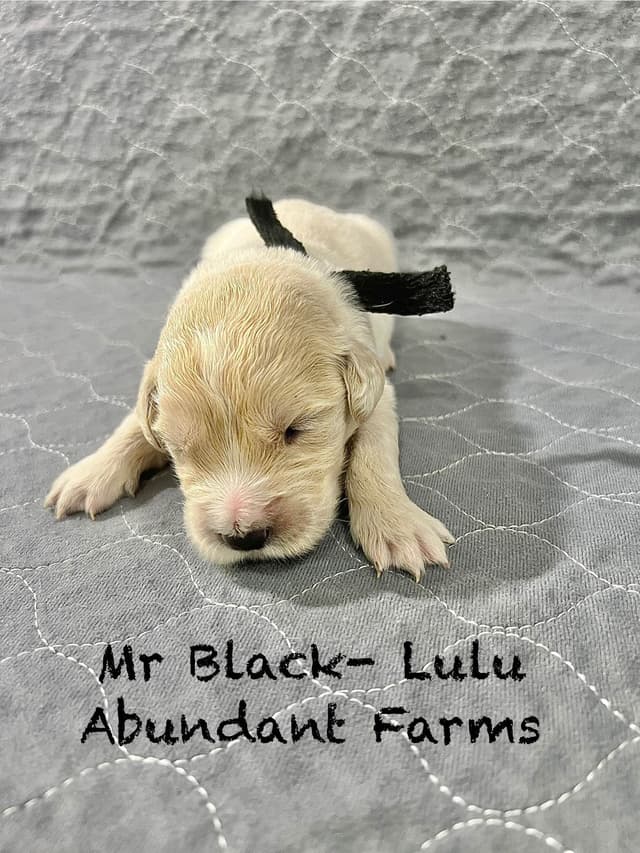 Golden Retriever Puppies media 16