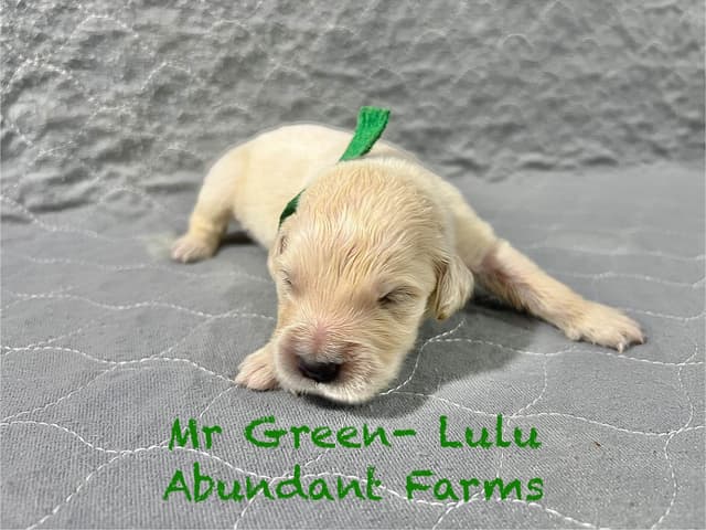 Golden Retriever Puppies media 13