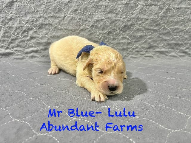 Golden Retriever Puppies media 15